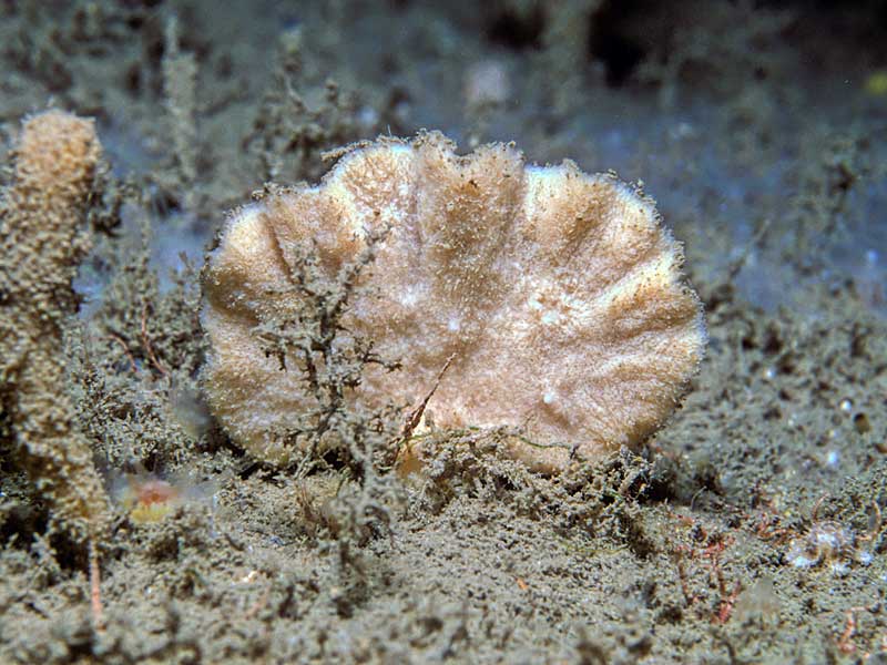 Axinella flustra